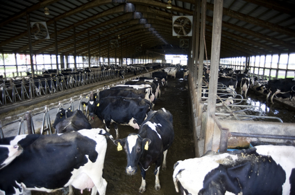 Dairy_cows_Horning_Farm_Manchester.JPG