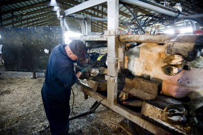 Duane_Kimpel_cow_hoof_trimming_Horning_Farm.JPG