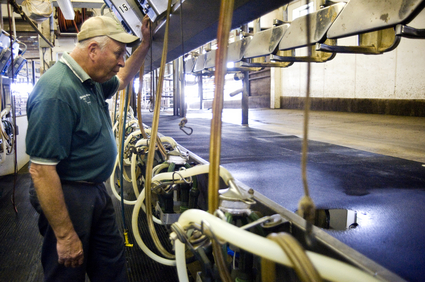 Earl_Horning_Farm_cows.JPG