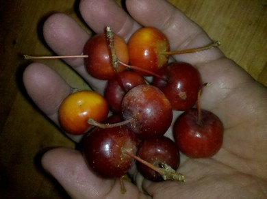 IMG_20111004_052148-thumb-390x291-90088.