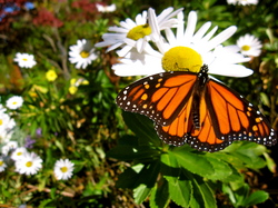 lampmanmonarchbutterfly.JPG