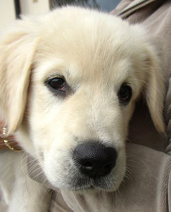 perolawiebergpup.jpg