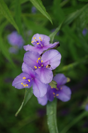 spiderwort and bee.JPG