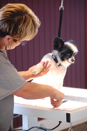 Breed_Above_Blossom_Papillon_groomer_Lori_Gotts.jpg