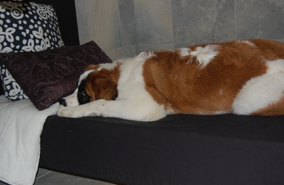 Kitzbuhel_Saint_Bernard_Breed_Above.jpg