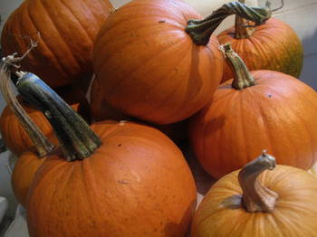 Pumpkins2011.jpg