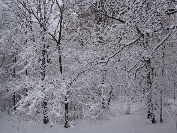 Snow_Scio_Township.jpg