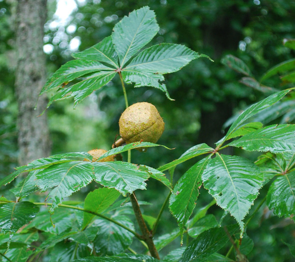 american buckeye-mbg-crop.jpg