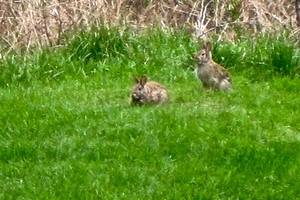 focus-two-rabbits.jpg