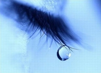 Ann-Arbor-Animal-Hospital-free-grief-image