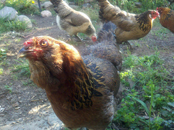 lorriechicken.jpg