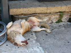 sleepingtummyfdecomite.jpg