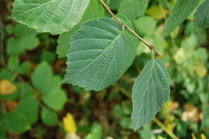 witchhazel leaf.JPG