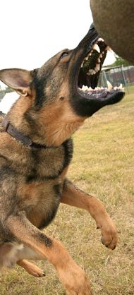 1201 attack dog in training.jpg