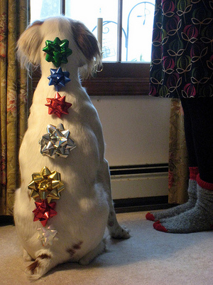 Alexander-christmas dog-December-2011.jpg