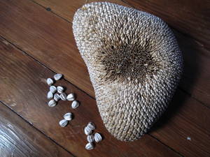 Dried Sunflower Head.jpg
