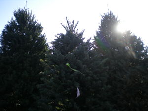 Flatsnoots Christmas Trees.jpg