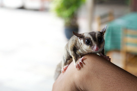 I'mGeorgesugarglider.jpg