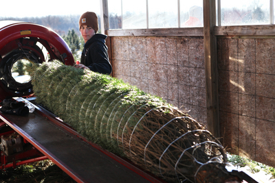 Joey_Spence_Arend_Tree_Farm_Arend_Tree_Farms.jpg