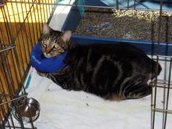 Ann-Arbor-Animal-Hospital-Ruger-after-sugery.jpg