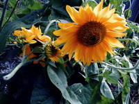 Sunflowerss.jpg
