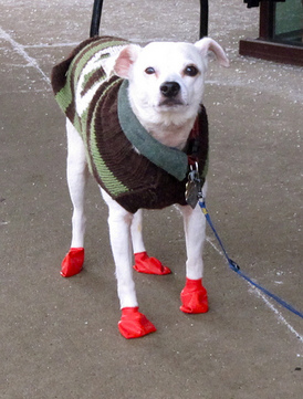 ellenm1dogbooties.jpg