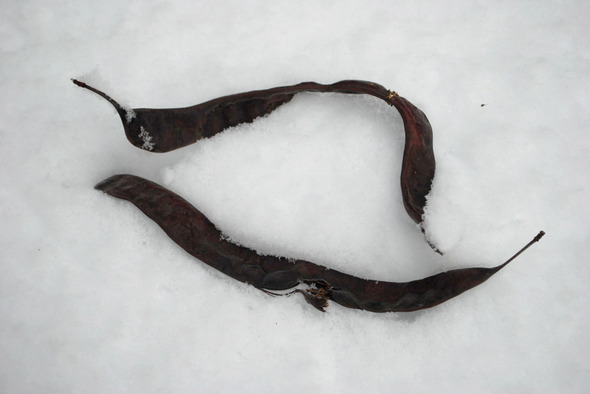 honeylocust pods - mbg.JPG