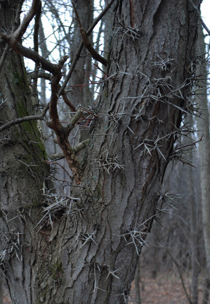 honeylocust thorns - mbg-crop.jpg