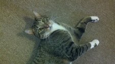 kitty.jpg