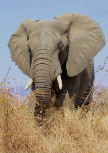 1362213_african_elephant_trunk_hand_1.jpg