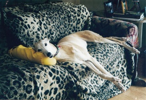 Levitt-January-2012-Greyhound