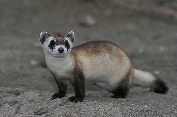 January-2012-Alexander-Ferrets.jpg
