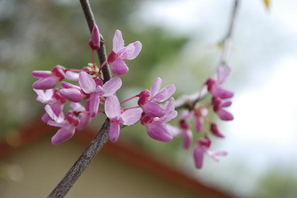 redbud3.JPG