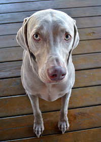 saratogajeansaddog.jpg