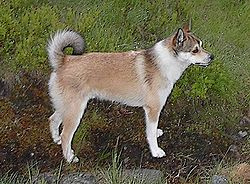 DancingDogBlogLundehund.jpg