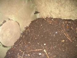 inside-composter-300x225.jpg