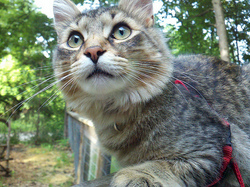 montykitten.jpg