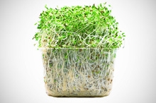 Thumbnail image for sprouts_photo.jpg