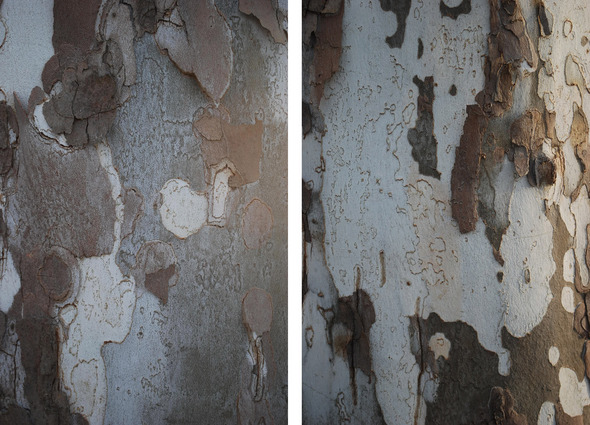 sycamore bark.jpg