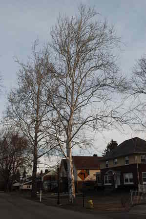 sycamore street tree.JPG