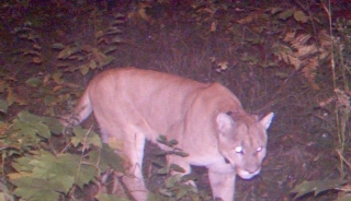 Houghton_County_cougar_364578_7.JPG