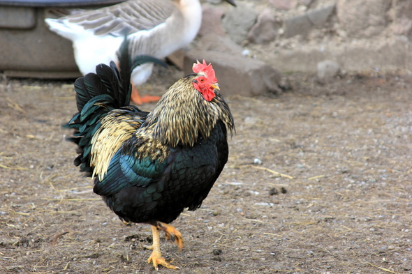 03-14-12-rooster.JPG