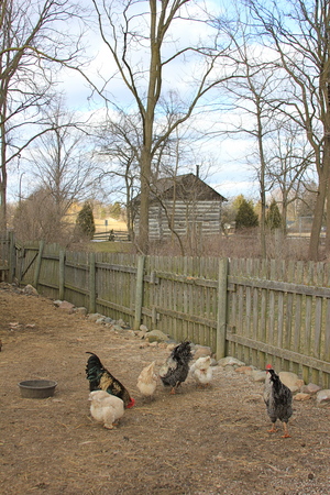 03-14-12-cobblestone-farm-roosters.JPG
