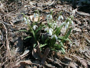 Snowdrops.jpg