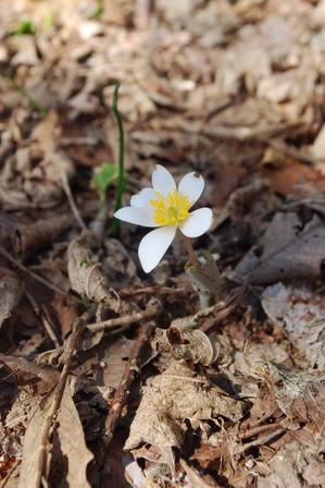 bloodroot-2012.JPG