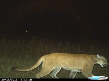 cougar_20111016_juneaucounty.jpg