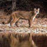 cougarpic.jpg