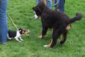 Levitt-March-2012-dog-fight