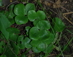 hepatica foliage.jpg