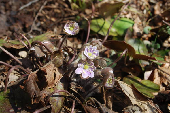 hepatica-2012.JPG